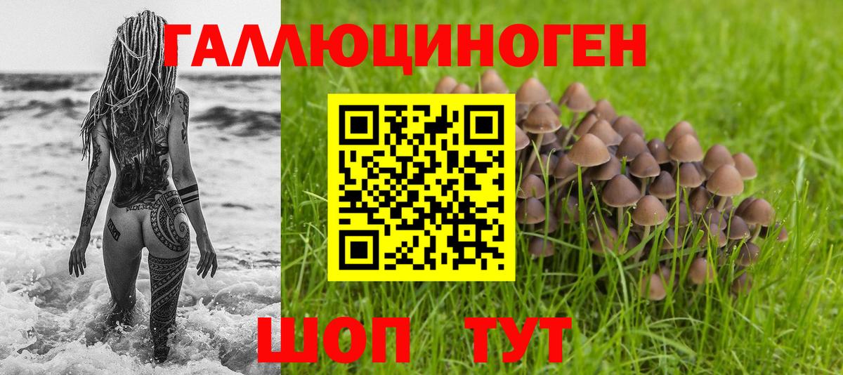 Псилоцибиновые грибы Psilocybe Тихвин